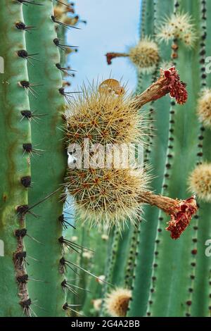 Verger de Cactus donnant des pitayas riches, des boules avec des épines sur les corps lors d'une journée nuageux Banque D'Images