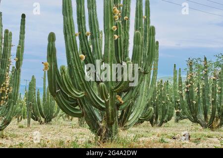 Verger de Cactus donnant des pitayas riches, des boules avec des épines sur les corps lors d'une journée nuageux Banque D'Images