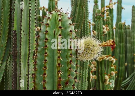 Verger de Cactus donnant des pitayas riches, des boules avec des épines sur les corps lors d'une journée nuageux Banque D'Images