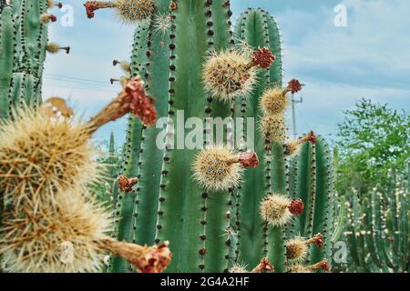 Verger de Cactus donnant des pitayas riches, des boules avec des épines sur les corps lors d'une journée nuageux Banque D'Images