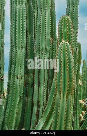 Verger de Cactus donnant des pitayas riches, des boules avec des épines sur les corps lors d'une journée nuageux Banque D'Images