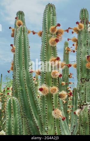 Verger de Cactus donnant des pitayas riches, des boules avec des épines sur les corps lors d'une journée nuageux Banque D'Images