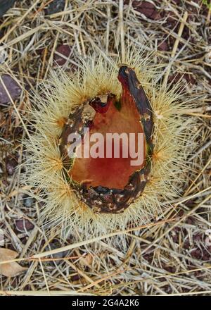 Verger de Cactus donnant des pitayas riches, des boules avec des épines sur les corps lors d'une journée nuageux Banque D'Images