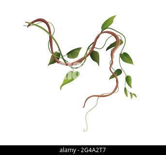 Illustration de vecteur de dessin animé de branches de bobinage de liana ou de vigne. Plantes d'escalade tropicales de la jungle. Illustration de Vecteur