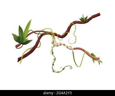 Illustration de vecteur de dessin animé de branches de bobinage de liana ou de vigne. Plantes d'escalade tropicales de la jungle. Illustration de Vecteur