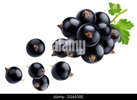 Bouquet de cassis isolé sur fond blanc Banque D'Images