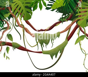 Branches de liana ou de vigne avec fond de feuilles tropiques. Illustration vectorielle de dessin animé. Plantes d'escalade tropicales de la jungle. Illustration de Vecteur