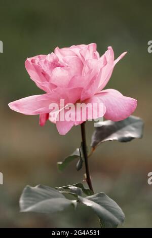 Belle fleur rose dans le jardin. Fleurs roses sur le fond fleurs roses floues dans le jardin de roses Banque D'Images