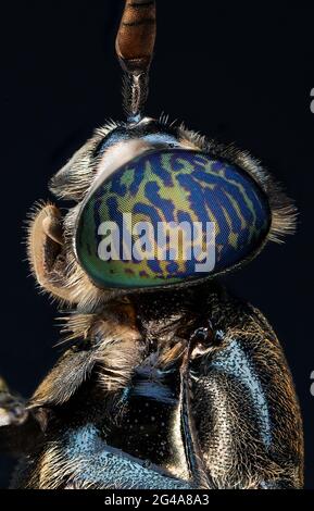 Vol commun voler voler et voler soilder extrême macro Banque D'Images