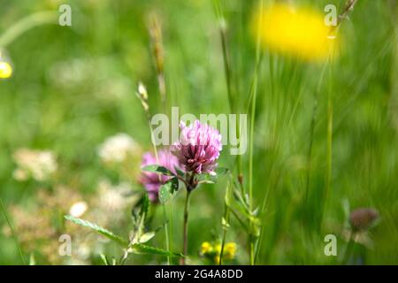 Trèfle rouge, Trifolium pratense, poussant dans un pré de fleurs sauvages. Avec une profondeur de champ étroite. Banque D'Images