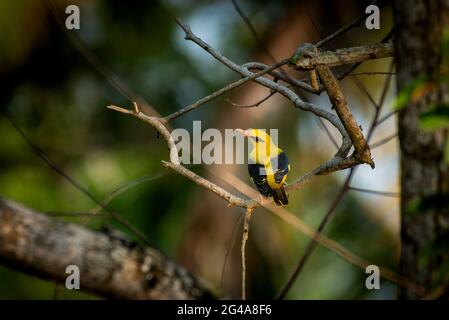 Un mâle indien Golden Oriole Banque D'Images