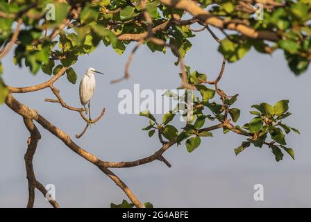 Little Egret - Egretta garzetta, magnifique petit aigrette blanc des eaux douces d'Euroasian, Awassa, Ethiopie. Banque D'Images