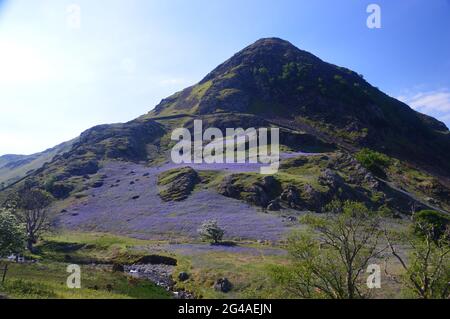 Rivière des Bluebells fleurs sur les pentes inférieures des Wainwright Rannerdale Knotts à Rannerdale, parc national Lake District, Cumbria, Angleterre, Royaume-Uni. Banque D'Images