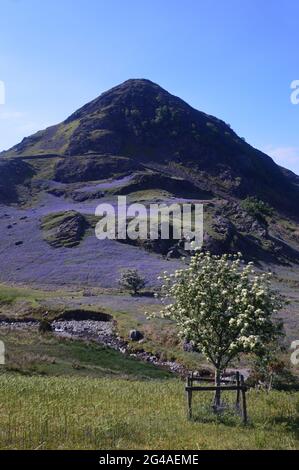 Rivière des Bluebells fleurs sur les pentes inférieures des Wainwright Rannerdale Knotts à Rannerdale, parc national Lake District, Cumbria, Angleterre, Royaume-Uni. Banque D'Images