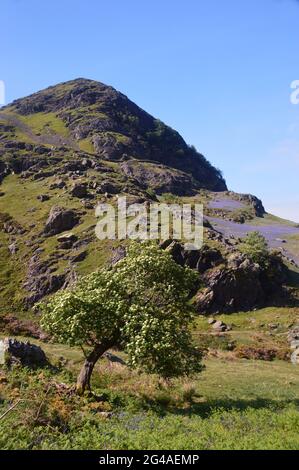 Rivière des Bluebells fleurs sur les pentes inférieures des Wainwright Rannerdale Knotts à Rannerdale, parc national Lake District, Cumbria, Angleterre, Royaume-Uni. Banque D'Images