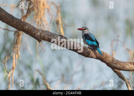 Kingfisher des bois - Halcyon senegalensis, magnifique arbre de collusion kingfisher des terres boisées et de la forêt en Afrique, lac Ziway, Ethiopie Banque D'Images