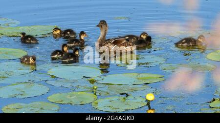 Mère canard avec neuf canetons dans l'eau bleue avec le nénuphars jaune. Famille Mallard Banque D'Images