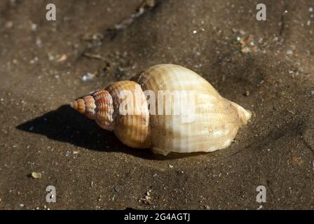 Le Whelk commun est un grand gastéropode marin qui date avant sur les vers marins et les bivalves. Leurs grandes masses d'oeufs sont souvent lavées à terre Banque D'Images