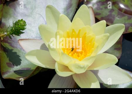 Blanc jaune Hardy eau Lily Nymphaea Pygmaea helvola Banque D'Images