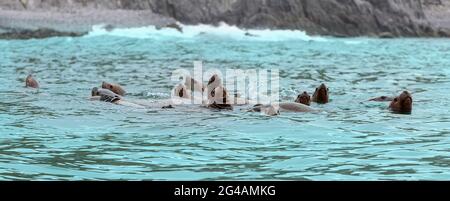 Le Rookery lions de mer de Steller. Dans l'île de l'océan Pacifique près de la péninsule du Kamtchatka. Banque D'Images