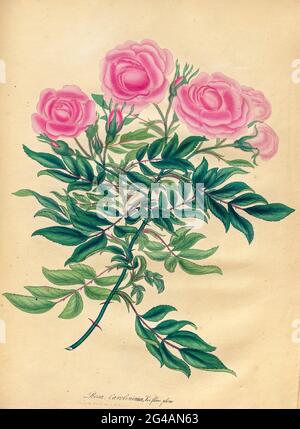 ROSA caroliniana ; Var. flore peno. Grande rose de Caroline feutrée ; variété à double fleur. Du livre Roses, ou, UNE monographie du genre Rosa : contenant des figures colorées de toutes les espèces connues et de belles variétés, dessinées, gravées, décrites, et colorées, From Living plants. Par Andrews, Henry Charles, publié à Londres : imprimé par R. Taylor and Co. ; 1805. Banque D'Images