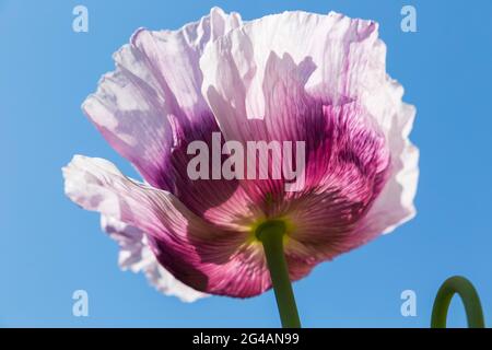 Pavot rose pourpre, papaver somniferum, de dessous contre ciel bleu autosemé semé dans le jardin domestique à Bournemouth, Dorset Royaume-Uni en juin Banque D'Images