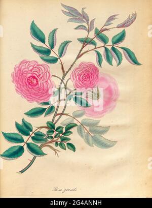 ROSA gracilis, Slender Rose du livre Roses, ou, UNE monographie du genre Rosa : contenant des figures colorées de toutes les espèces connues et de belles variétés, dessinées, gravées, décrites, et colorées, From Living plants. Par Andrews, Henry Charles, publié à Londres : imprimé par R. Taylor and Co. ; 1805. Banque D'Images