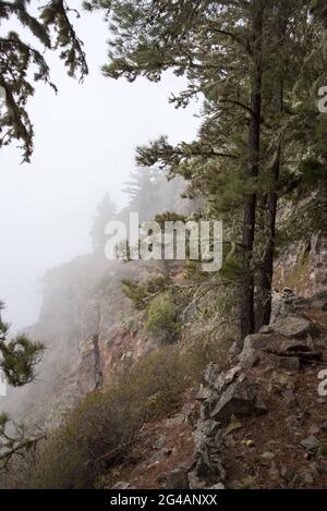 Les aiguilles de Canary Island Pine capturent de grandes quantités de condensation provenant de l'air humide sortant de l'océan Atlantique et fournissent de l'humidité aux régions sèches Banque D'Images