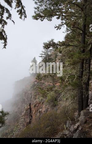 Les aiguilles de Canary Island Pine capturent de grandes quantités de condensation provenant de l'air humide sortant de l'océan Atlantique et fournissent de l'humidité aux régions sèches Banque D'Images