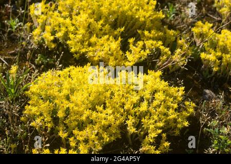 stonecrop de goldmoss, sedum acre fleurs jaunes gros plan foyer selctif Banque D'Images