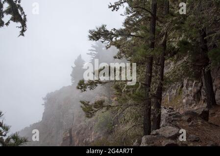 Les aiguilles de Canary Island Pine capturent de grandes quantités de condensation provenant de l'air humide sortant de l'océan Atlantique et fournissent de l'humidité aux régions sèches Banque D'Images