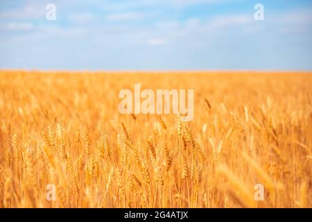 Champ de blé mûr jaune contre le ciel bleu. Prêt à récolter du pain. Agriculture et culture des céréales. Banque D'Images