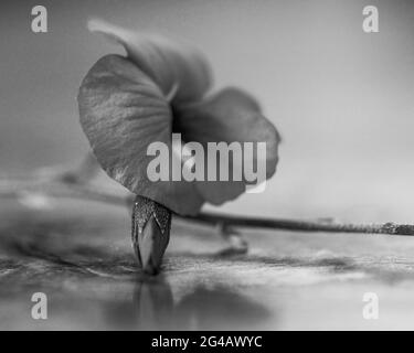 Macro en monochrome d'un minuscule cordatum de Chorizema, coeur Leaf Flame Pea fleur et le bourgeon ressemble à une petite chaussure de ballet, Australian Native Plant Banque D'Images