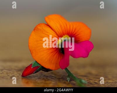 Fleur Macro d'un petit mais brillant rouge orange Chorizema cordatum ou coeur feuille de flamme Pea et bourgeon sur une table en bois, Australie fleurs indigènes Banque D'Images