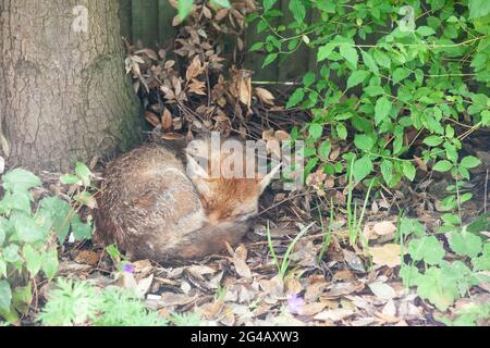 Météo au Royaume-Uni, 20 juin 2021 : le solstice d'été ciel gris et la bruine rendent l'adoration du soleil difficile. Pour les renards nocturnes, la journée est pour dormir de toute façon. Ce renard de chien, résidant dans un jardin à Clapham, dans le sud de Londres, est snoozes et nains sur un lit de feuilles sous un chêne de Stockholm. Anna Watson/Alay Live News Banque D'Images