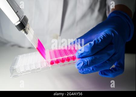 Un scientifique tenant une pipette multicanaux retirant une solution de couleur rose à partir d'une plaque de 96 puits pour la recherche biomédicale avec fond blanc dans un chimistr Banque D'Images