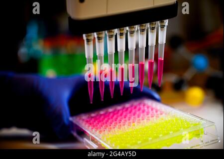 Un scientifique tenant une pipette multicanaux retirant une solution de couleur rose d'une plaque de 96 puits pour la recherche médicale avec un fond sombre dans une chimie la Banque D'Images