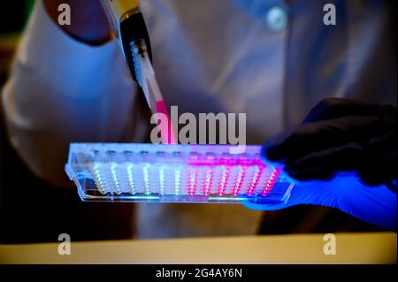 Chercheur portant une pipette multicanaux retirant la solution de couleur rose de la plaque à 96 puits pour la recherche clinique avec des composés modèles en arrière-plan i. Banque D'Images