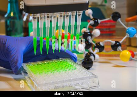 Reseacher tenant une pipette multicanaux retirant une solution composée jaune avec des pointes pour la recherche biomédicale avec des composés modèles en arrière-plan dans un Banque D'Images