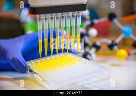 Scientifique tenant une pipette multicanaux retirant une solution composée jaune avec des pointes en plastique pour la recherche biomédicale avec des composés modèles dans le backgro Banque D'Images