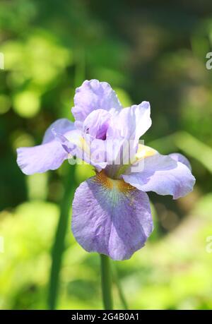 Violet violet fleur de l'iris gros plan dans la lumière du soleil Banque D'Images