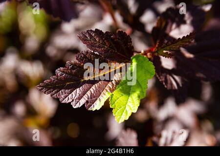 jeunes feuilles brillantes d'une plante bladdermoort sur un chaud jour d'été ensoleillé Banque D'Images