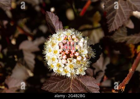 Jeunes fleurs blanches brillantes de la plante bladdermoort Vinegolifolia on un arrière-plan de feuillage vert lors d'un été chaud et ensoleillé jour Banque D'Images