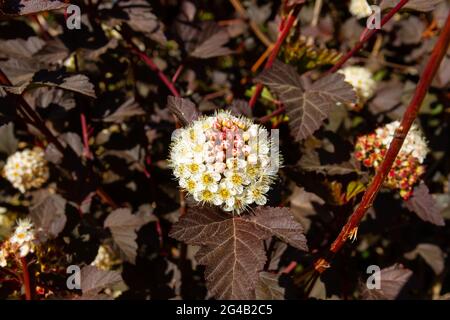 Jeunes fleurs blanches brillantes de la plante bladdermoort Vinegolifolia on un arrière-plan de feuillage vert lors d'un été chaud et ensoleillé jour Banque D'Images