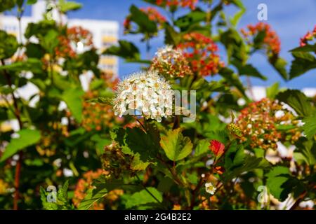 Jeunes fleurs blanches brillantes de la plante bladdermoort Vinegolifolia on un arrière-plan de feuillage vert lors d'un été chaud et ensoleillé jour Banque D'Images