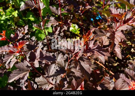 jeunes feuilles brillantes d'une plante bladdermoort sur un chaud jour d'été ensoleillé Banque D'Images