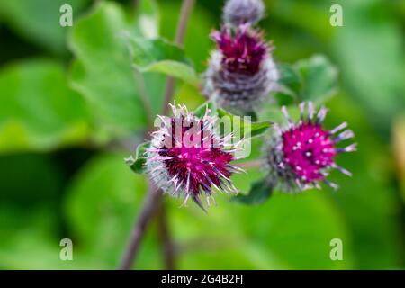 terrier de la famille des astrocytes avec de jeunes bourgeons fleuris sur fond de verdure lors d'une journée ensoleillée d'été. dans la prairie Banque D'Images