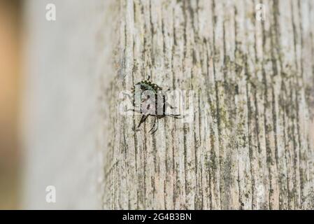 Nymphe du Bug du Bouclier forestier (Pentatoma rufipes) Banque D'Images