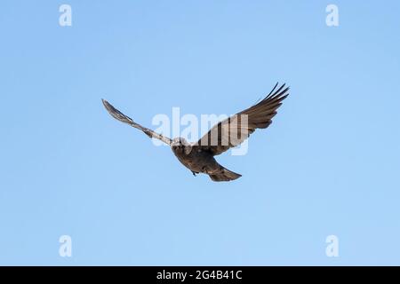 WESTERN Jackdaw, Coloeus monedula, en vol Banque D'Images