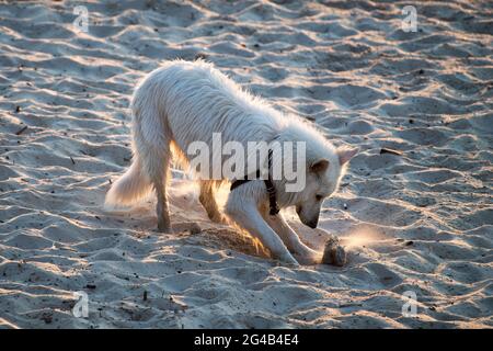 Chien secouant de l'eau sur la plage de Gdansk. 17 juin 2021 © Wojciech Strozyk / Alamy stock photo Banque D'Images